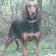 <h1 style="font-size: 12px">Cani da Caccia: Splendidi segugi italiani in seguita su lepre..</h1>